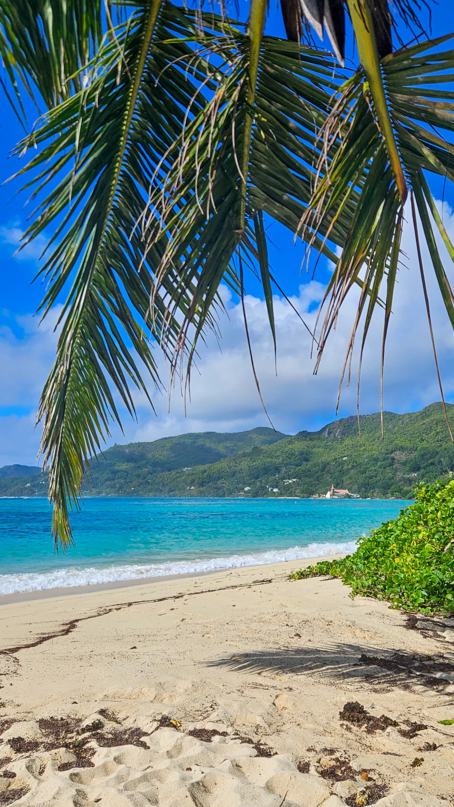 Vertical shot of a pristine beach in Mahé framed by palm leaves, with turquoise water and green mountains.