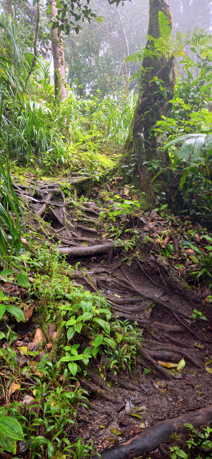 Dzike korzenie na szlaku Morne Blanc - trekking to jedna z rzeczy, które warto zobaczyć na Mahe.