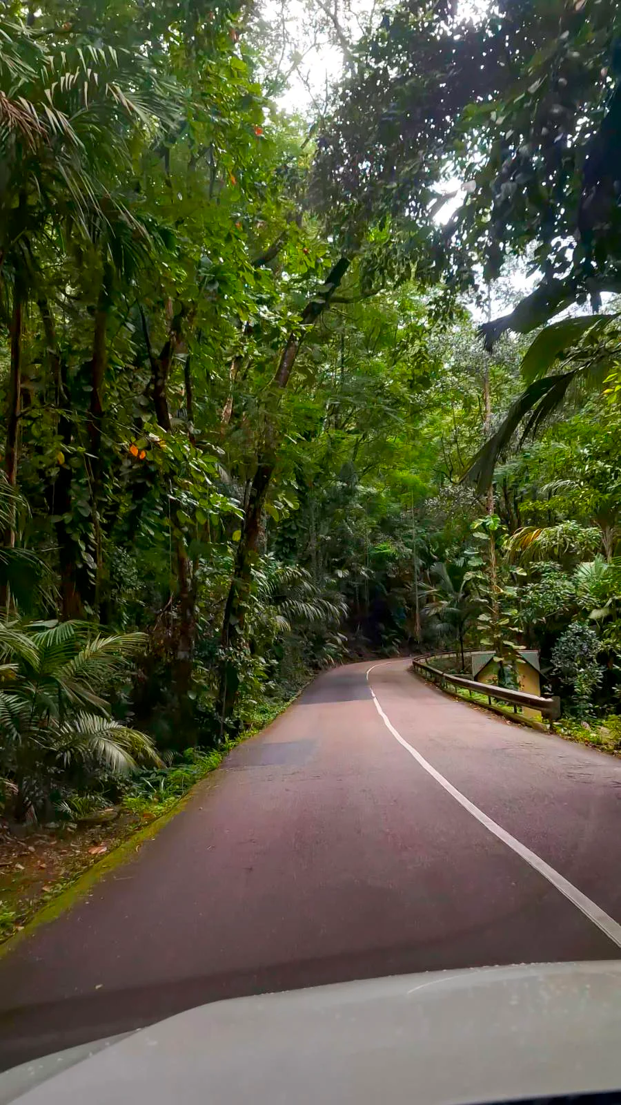 Scenic road winding through the dense tropical jungle of Mahe island, Seychelles.