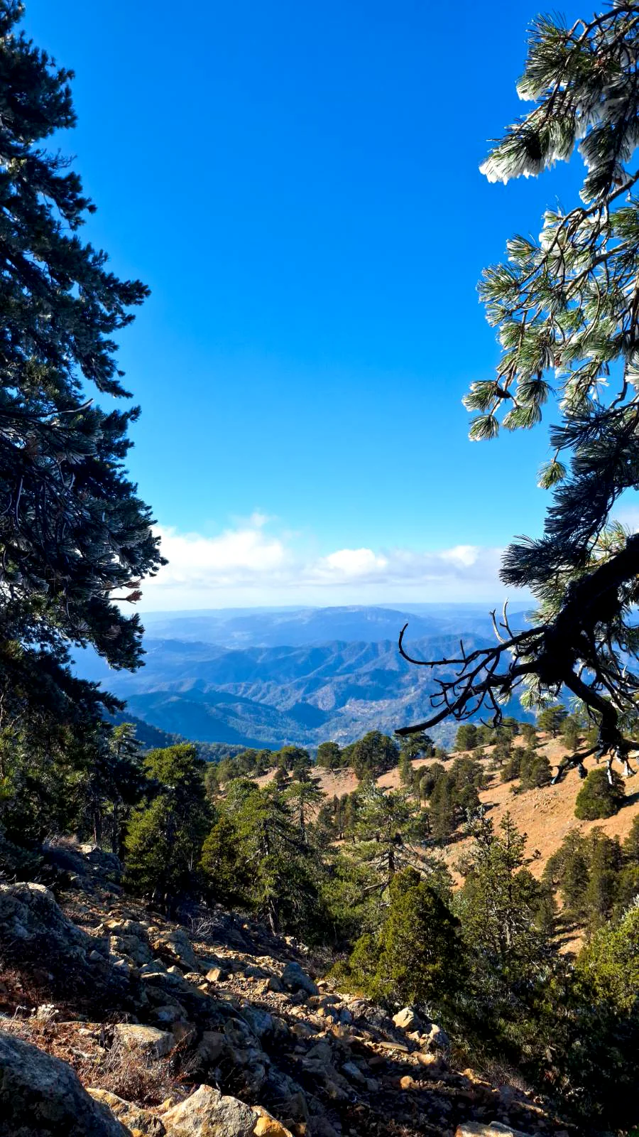 Lush mountains of Troodos framed by snowy pine branches under a blue sky, Cyprus.
