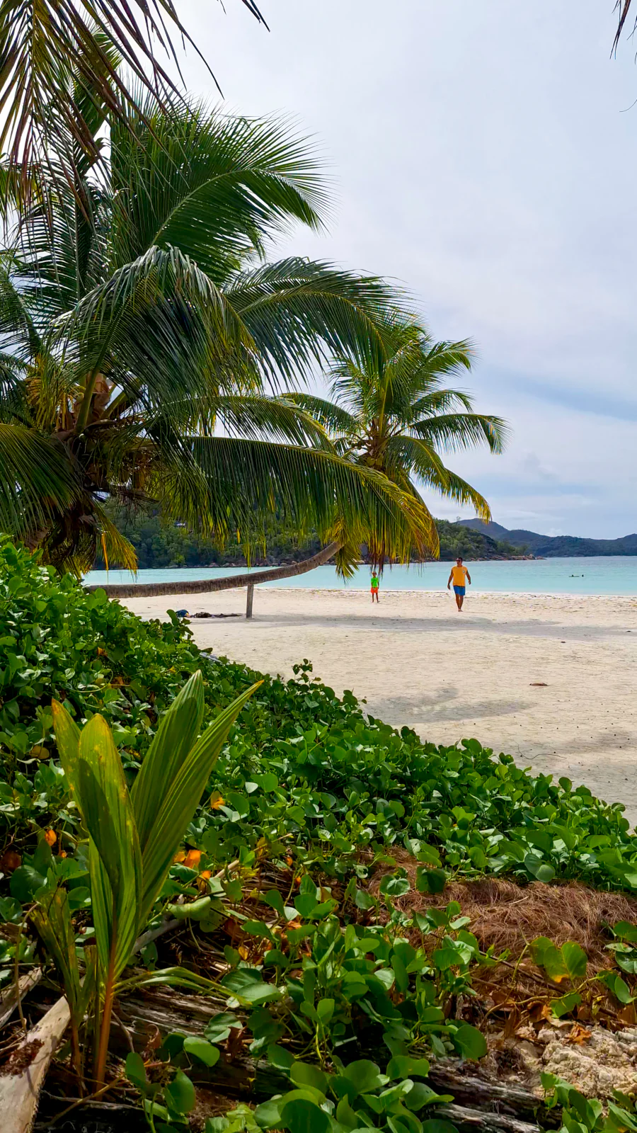 Palmy pochylające się nad nieskazitelnie białym piaskiem i płytkimi wodami plaży Cote D'Or na Praslin.