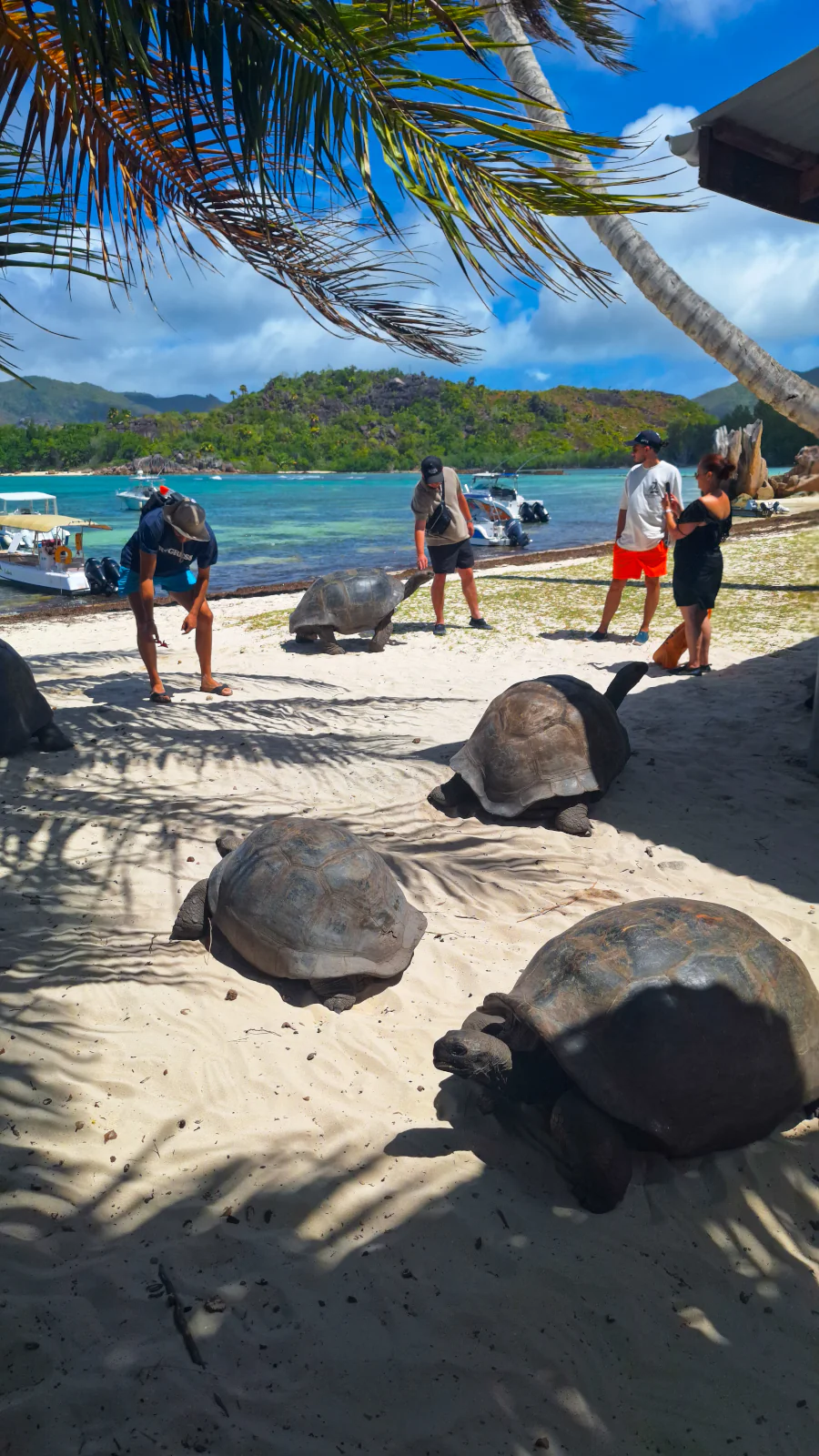 Gigantyczne żółwie z Aldabry spacerujące swobodnie po białym piasku plaży na wyspie Curieuse obok Praslin.