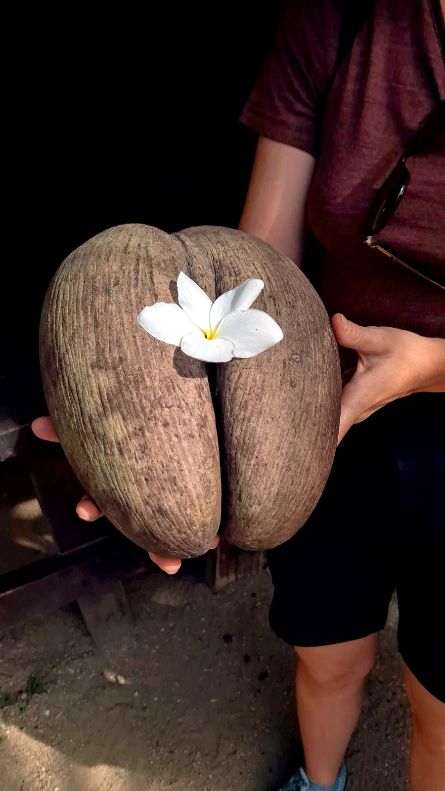 Joanna z Millennials Do Travel trzymająca ogromny orzech endemicznej palmy Coco de Mer z białym kwiatem frangipani w rezerwacie Fond Ferdinand na Praslin.