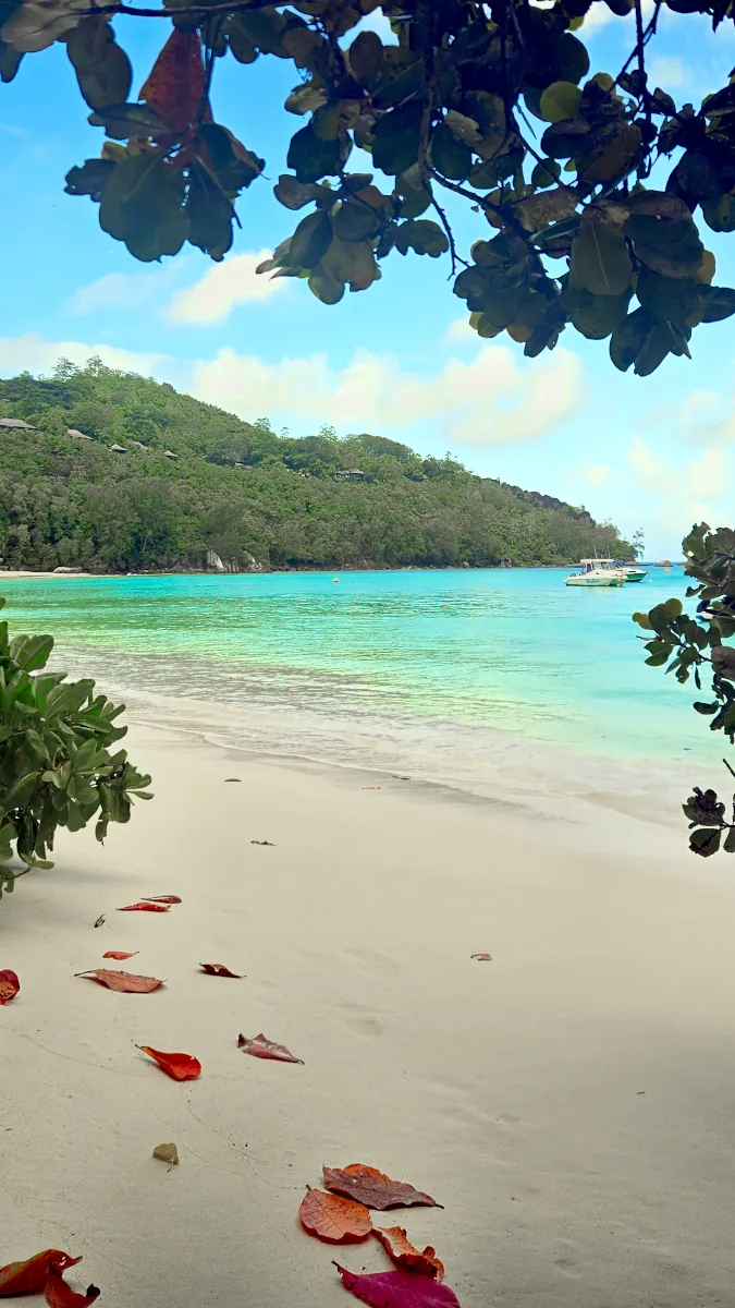 White sand beach framed by tropical tree branches and red leaves looking out at turquoise water in Mahé, Seychelles.